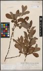 Foto von Salix caprea L. x Salix cinerea L.
